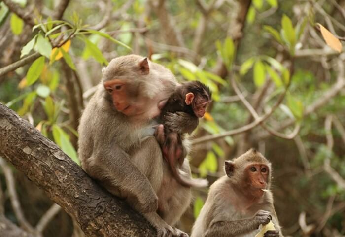 Gặp gỡ những chú khỉ tinh nghịch trên Đảo Khỉ Cát Bà
